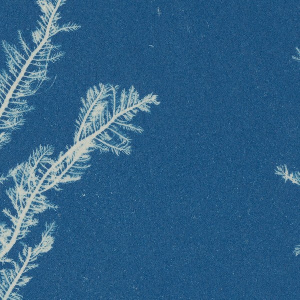 a close-up of Atkins' Ptilota plumosa: fine white fronds on a grainy blue ground